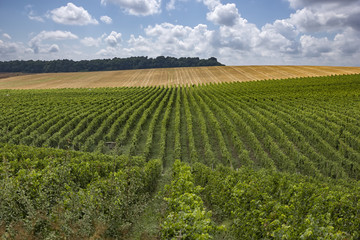 Summer scene of beautiful green vineyard with cloudy sky and mountain horizon.