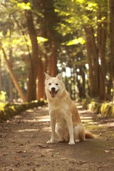 秋の森で笑顔で座る犬