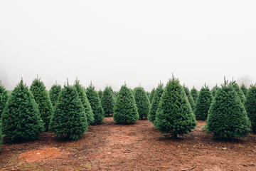 Christmas Tree Farm - Powered by Adobe