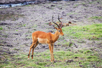 African wild animals


