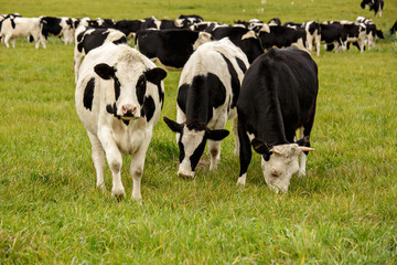 Three young bull on pasture close-up. Pure-bred Bulls of black - motley breed. A curious animal. Cows graze in the meadow. Home cloven-hoofed animal, mammal
