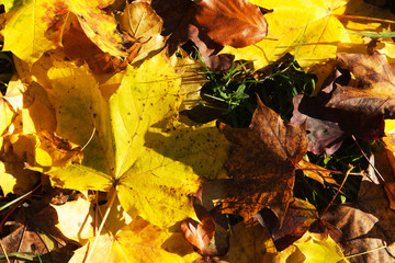 Colourful autumn leaves in orange yellow and brown
