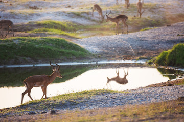 African wild animals

