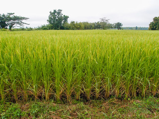 Obraz premium paddy rice in field
