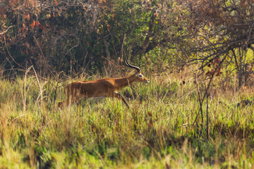 African wild animals

