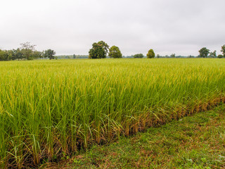 Fototapeta na wymiar paddy rice in field
