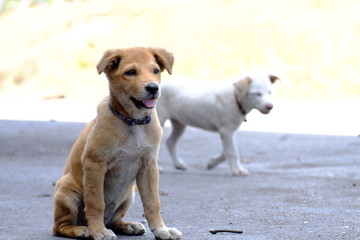 Brown puppy on the street