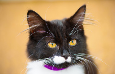 Black and white kitten portrait on yellow background with purple collar