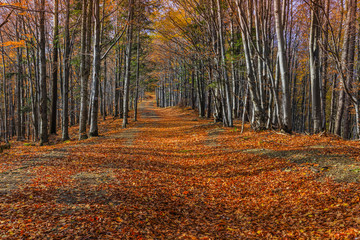 Alley with colorful autumnal beech trees in the Beskidy Mountains in Poland.