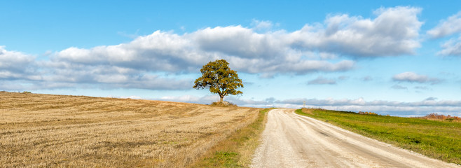Countryside road with lonely oak tree on horizon