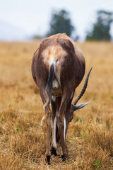 African wild animals
