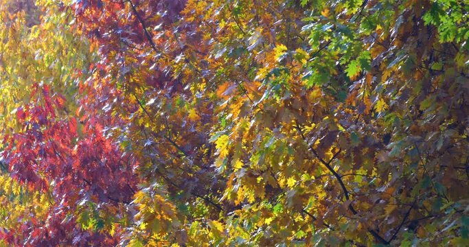 Golden Tree Leaves In Autumn