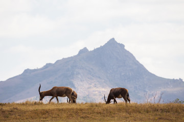 African wild animals
