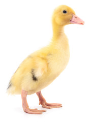 One yellow duckling.