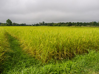 paddy rice in field