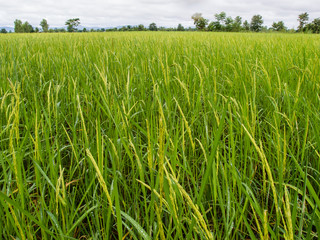 paddy rice in field