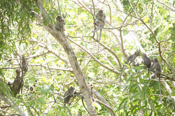 Monkeys in the forest
