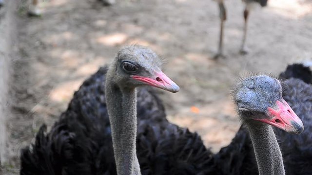 Close up shot ostrich the big bird