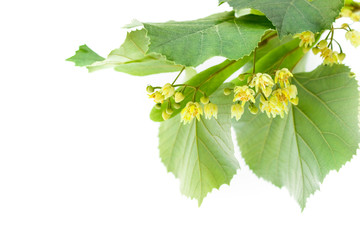 Blossoming twig of limetree or linden tree