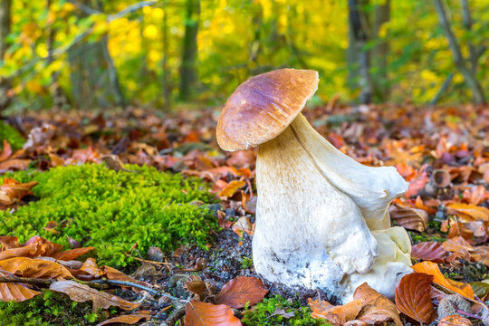 Edible porcini mushroom on forest floor in fall