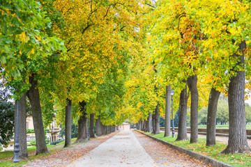Naklejka premium Trees during the autumn in Lucca, Tuscany, Italy