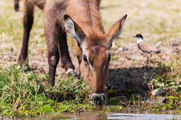 African wild animals
