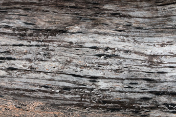Fototapeta premium Bark Tree Texture