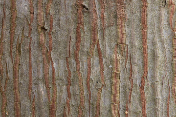 Obraz premium Bark Tree Texture