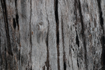 Bark Tree Texture