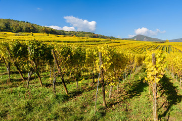 Fototapeta na wymiar Vineyards of alsace - close to small village Hunawihr, France