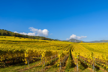 Fototapeta premium Vineyards of alsace - close to small village Hunawihr, France