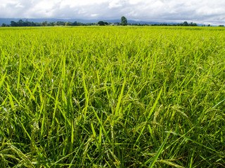 paddy rice in field