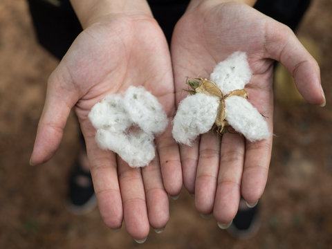 cotton seed fresh from natural in hand