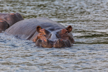 African hippo
