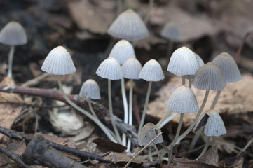 Mushrooms (Coprinus disseminatus) on a stump