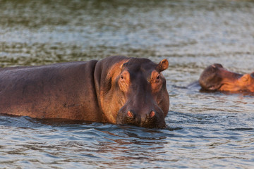 Fototapeta na wymiar African hippo 