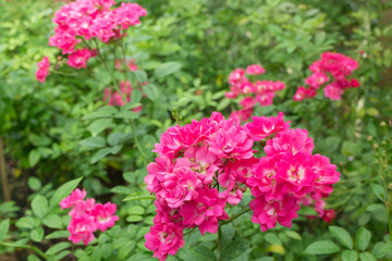 Pink roses bush in the garden