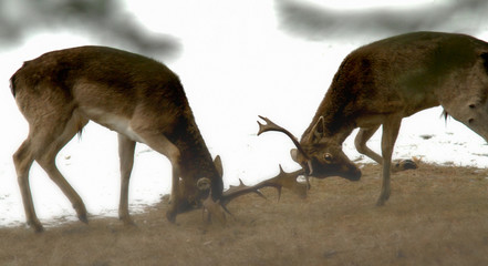 Deer
