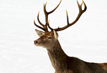 Fototapeta premium Deer