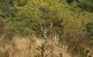 Deer