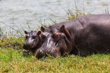 African hippo
