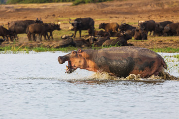 African hippo
