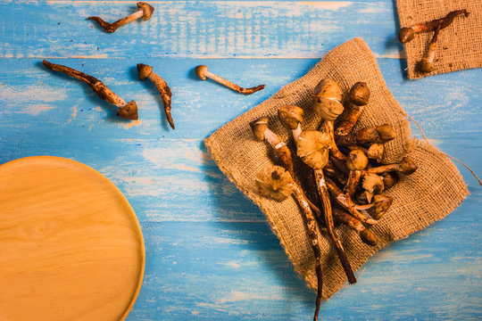 Termite Mushroom on a wooden table in blue. Termite Mushroom is a rare, expensive for naturally occurring only once a year. Cannibalism is very popular in Thailand