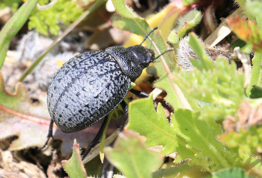 Tenebrionidae Beetle, Cadiz Province, Spain.