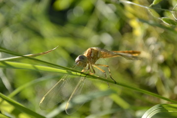 Dragonfly