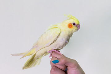 Cute yellow cockatiel bird on finger female.