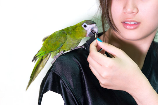 Cute Green Macaw Bird Pet On Shoulder Woman.