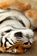Fototapeta premium Sleeping tiger, close up, vertical view. Shot in Chiang Mai, Tha