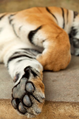 Tiger paw close up - shot in Chiang Mai, Thailand