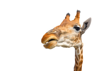 Cute giraffe isolated on white background. Funny giraffe head isolated. The giraffe is tallest and...